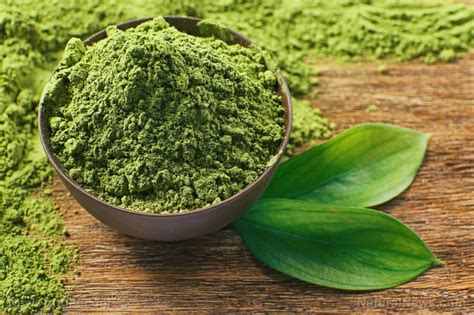 Matcha tea comes from the same plant that all tea comes from: Natural matcha green tea extract found to effectively kill ...