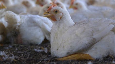 10 Things To Know About Factory Farmed Chickens