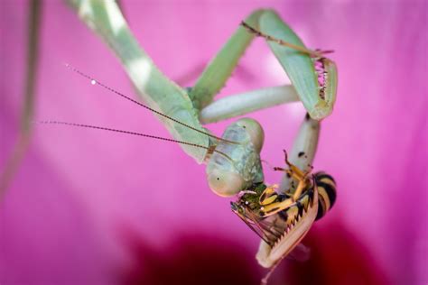 How Praying Mantises Eat Prey Head First Rinterestingasfuck