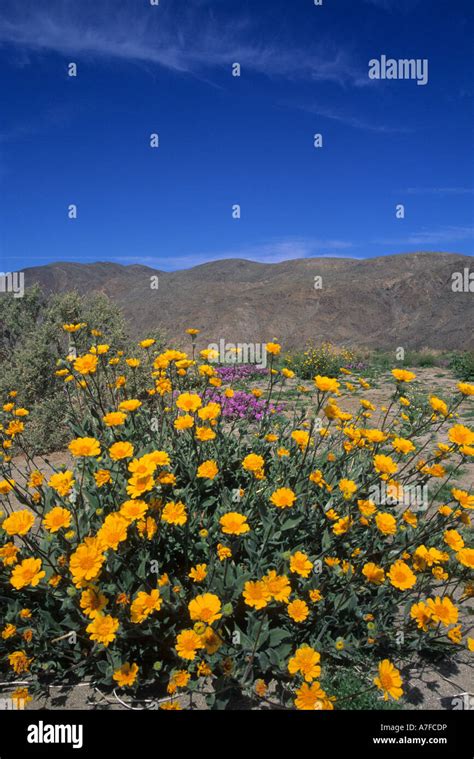 Desert Sunflower Geraea Canescens Blooms In Anza Borrego Desert State