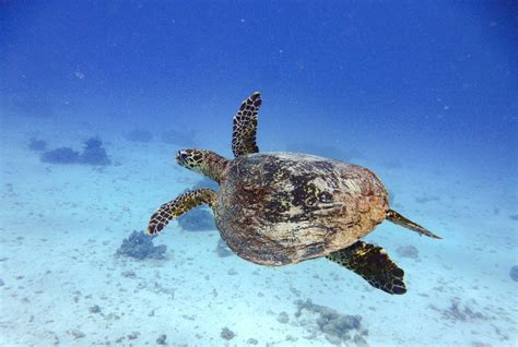 Sea Turtle Conservation Efforts Are Paying Off In Los Cabos
