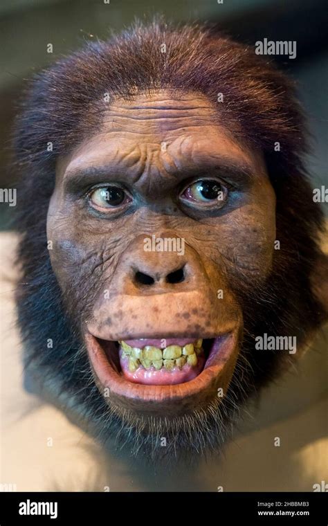 The Face Of A Caveman Stock Photo Alamy