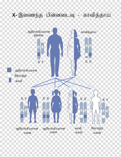 3>autosomal recessive is one of several ways that a trait, disorder, or disease can be passed down through families. Color blindness X-linked recessive inheritance X ...