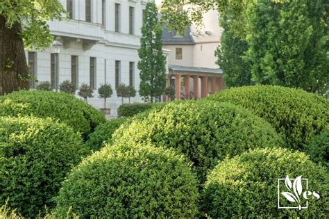 Boxwoods Turning Yellow Cause And Solutions To Fix It Evergreen Seeds