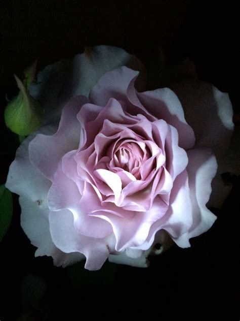 Midnight Rose 2