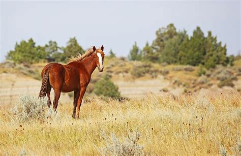 Mustang Facts Animals Of North America Worldatlas
