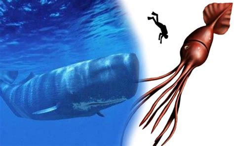 Sperm Whales The Biggest Brain In The World