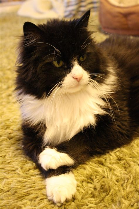 Fluffy Tuxedo Cat