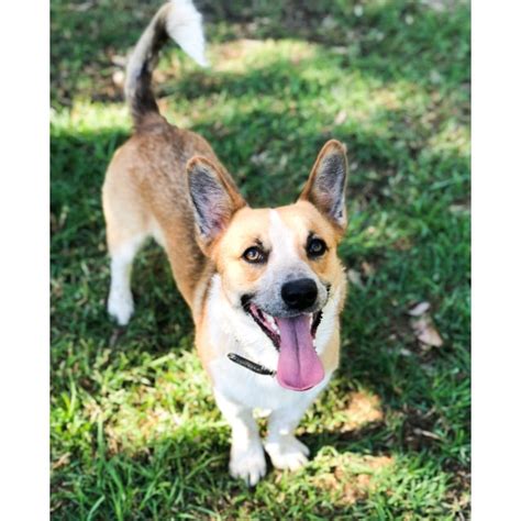 One way to determine the ancestry of your mixed breed is through a dna test. Trevor - Small Male Red Heeler x Welsh Corgi Mix Dog in NSW - PetRescue