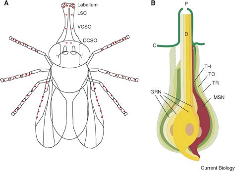gustatory perception and behavior in drosophila melanogaster current biology