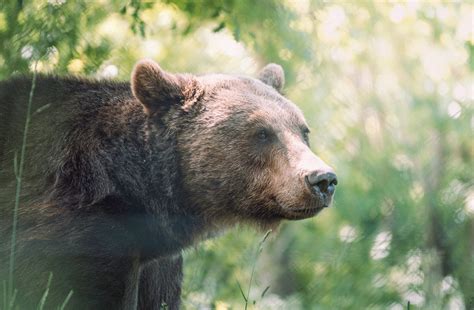 Several Grizzly Bears Reported In Northern Bitterroot Valley In August