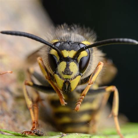 why wasps are important to all of us griggs and browne
