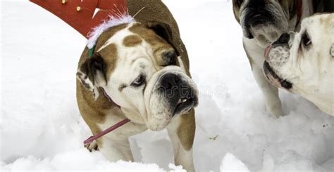 English Bulldog In Snow Stock Image Image Of Forest 137062939