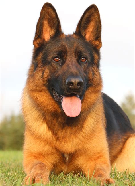 Pin On Fully Trained Adult German Shepherds