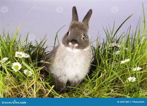 Lovely Bunny Stock Image Image Of Easter Cute Sweet 4097383