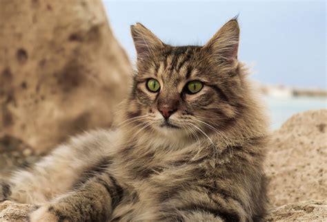 domestic longhair cat breeds breed information mad paws