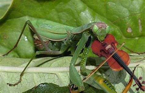 Cute Funny Animalz Funny Animals Playing Guitar New Nice Images 2013
