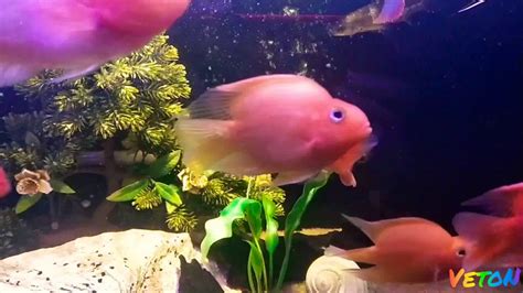 Red Parrot Vs Yellow Parrot Fish Lip Lock 🔐 Kiss Fighting Short Video