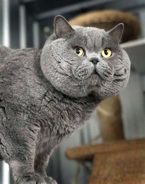 We did not find results for: British Shorthair Kittens Melbourne Price