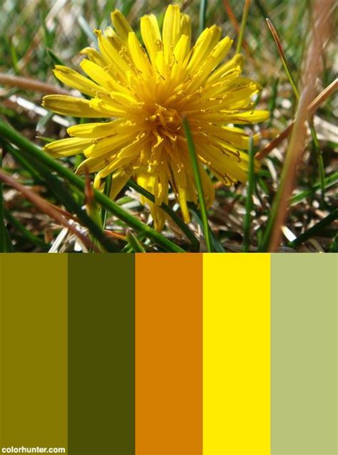 Yellow Dandelion Color Scheme From Dandelion Color