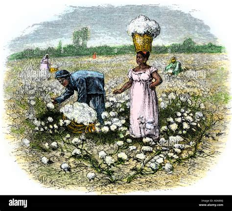 African American Slaves Picking Cotton On A Plantation In The Deep