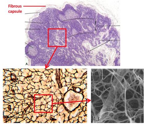 Reticular Loose Connective Tissue