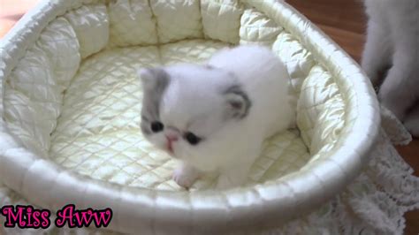 Cute Little Kitten Sneezes Youtube