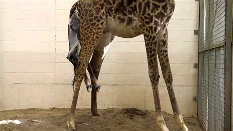 Amazing Giraffe Birth Cincinnati Zoo Youtube