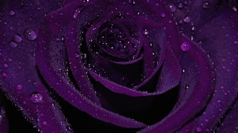 High Resolution Purple Rose Wallpaper Hd Rehare
