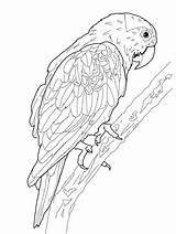Parrot Coloring Printable Kleurplaat sketch template