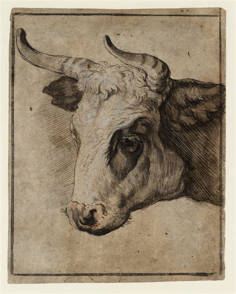 Bull Head Drawing At Explore Collection Of Bull