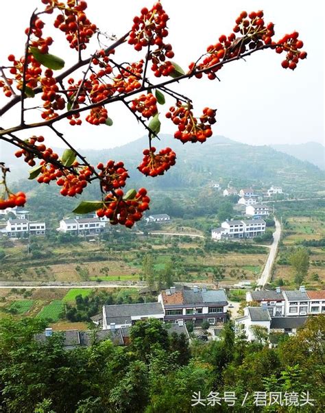 The site owner hides the web page description. 湖北宜昌：火棘果、薔薇果扮美山村 火棘果可食用可美容 - 每日頭條