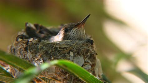 How Do Hummingbirds Feed Their Young — Forest Wildlife
