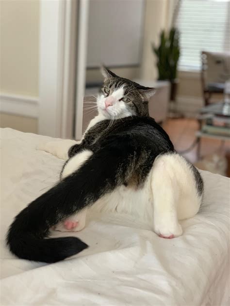 please caption this photo of my sexy cat r cats