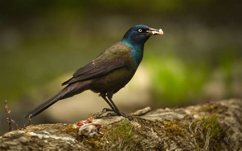 Common Grackle Grackle Bird Backyard Birds