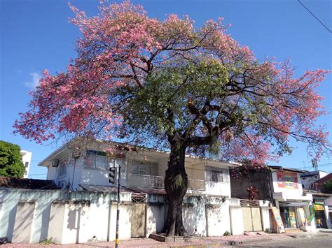 The Toborochi Tree And The Guaraní Legend Ruta Verde Tours
