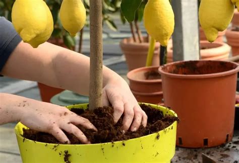 4 idées d engrais pour citronnier pour un agrume au top