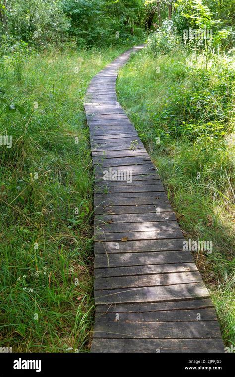 A Wooden Walking Path Over Wetlands In The Poleski National Park Stock