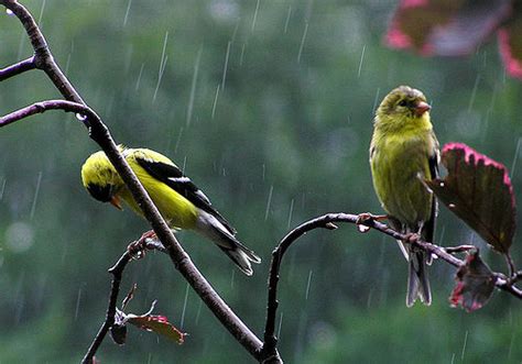 Birds Flying In The Rain Ornithology