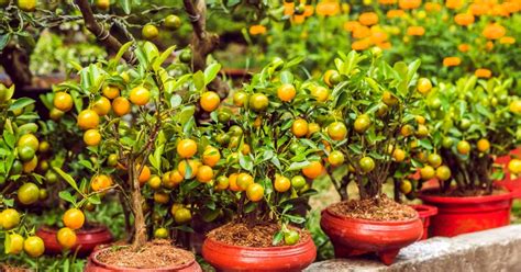 How To Plant A Tangerine Seed