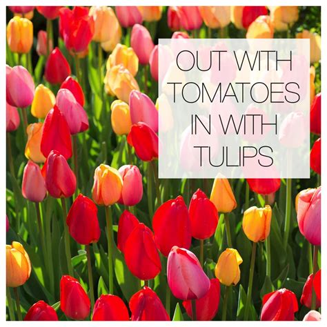 Planting Tulips Archives Longfield Gardens