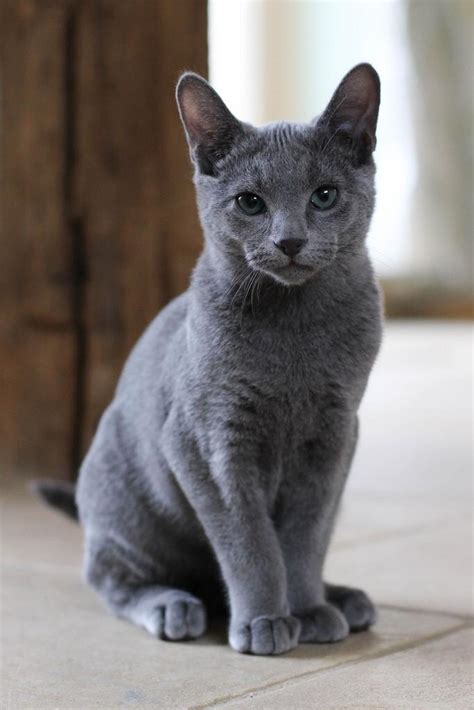 Carpeted surface also provides a soft place for cats to sleep. What cat breed is better? A Russian Blue, or a Bengal ...
