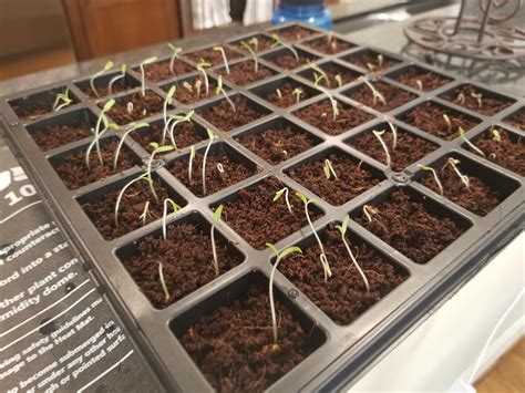 We did not find results for: Are my tomato seedlings too leggy? What can i do until my ...