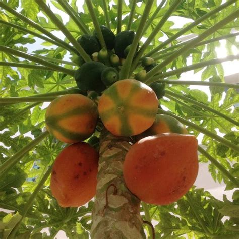 Papaya Red Lady Early Fruiting Buy Plants Online Pakistan Online Nursery