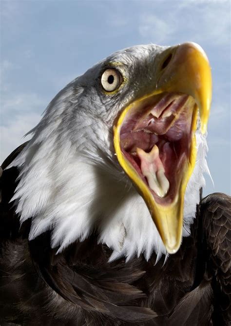 √ 11 Types Of Eagles In The World With Awesome Pictures Bald Eagle