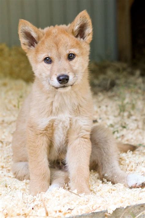 Dingo Look At That Face Dingo Dog Unusual Animals Wild Dogs