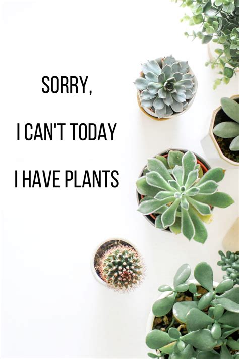 Just Tell Them You Have Plants Dont Have Any Plants We Can Fix That