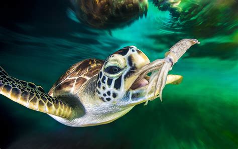 Green Sea Turtles Eating