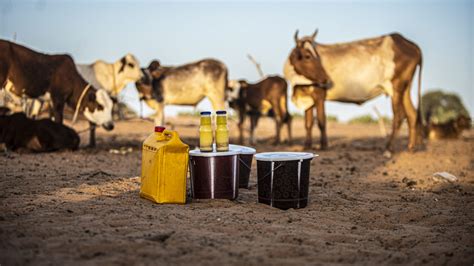 The Eu Milk Lookalike That Is Devastating West Africas Dairy Sector