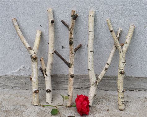 Forked Birch Branches Set Of 5 White Birch Sticks 12 Etsy